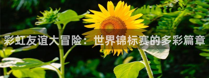 男足世界杯预选赛赛程：彩虹友谊大冒险：世界锦标赛的多彩篇章