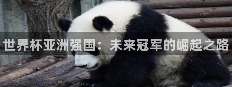 2026世界杯亚洲区预选赛赛程：世界杯亚洲强国：未来冠军的崛起之路